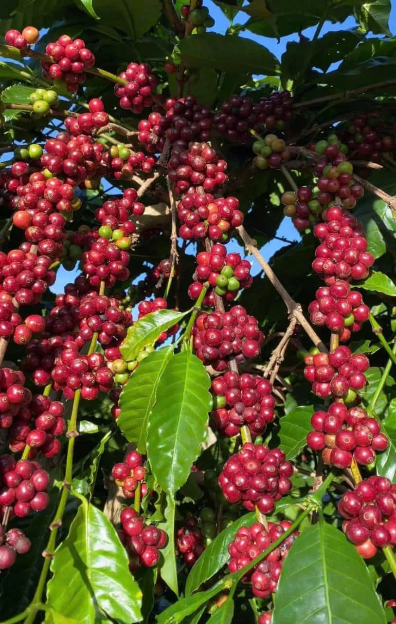 Высокое качество AA Green Arabica Coffee Beans S16 S18-по выгодной цене для экспорта из Вьетнама | DHP One