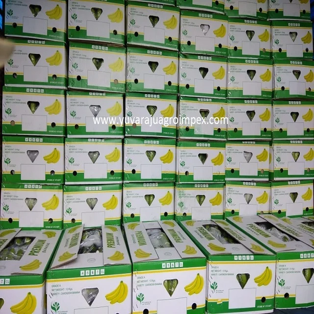 Naturally fresh High quality  Cavendish Banana Exporters / Traders from India  to Karaj Fiji Kuwait Yazd Malawi Tokyo
