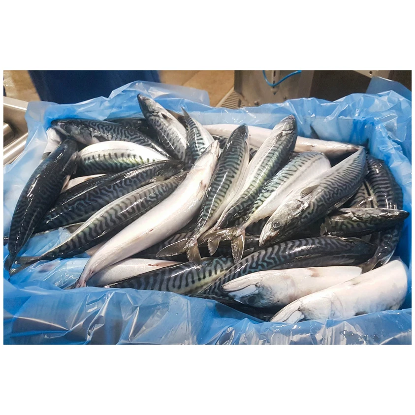 New Season Scomber Japonicus Frozen Pacific Horse Mackerel Fish