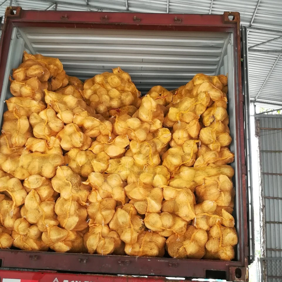 High Quality Semi Husked Coconut From Vietnam Hot Selling Brand Supplier Wholesaler Cheap Price