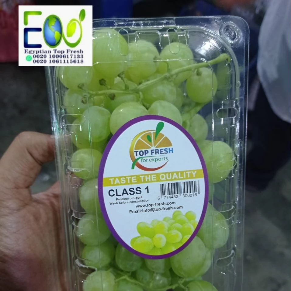 New season 2022 of fresh green grapes without seedlings for the new year ready for export from Egypt