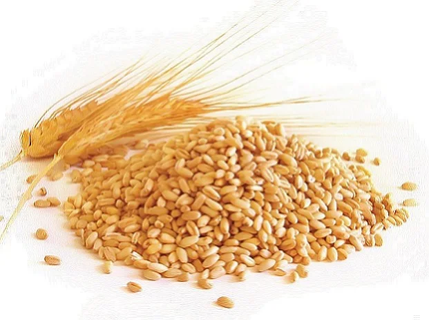 Natural Original Barley Grains For Fish and Animal Feed   Place Ratio Cultivation Common