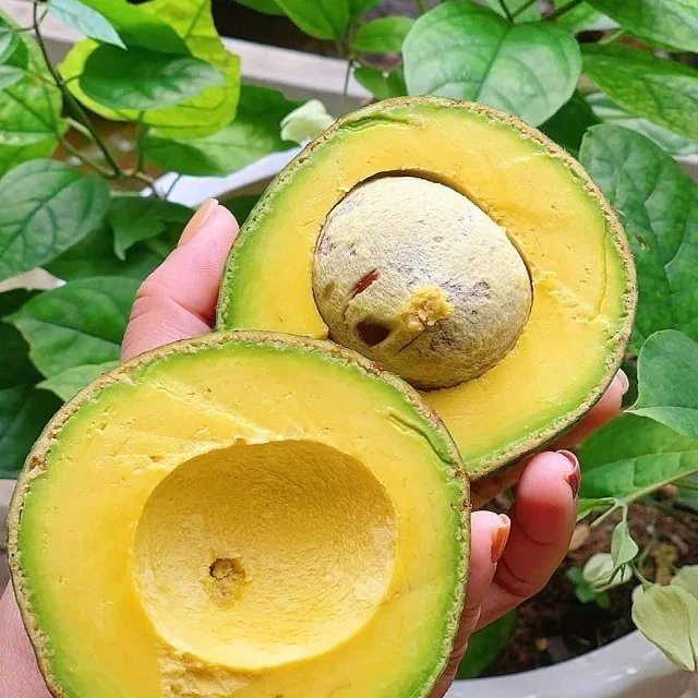 Wholesaler Hass Avocado Premium Quality Fresh green avocado Fast Shipping with carton high quality avocado