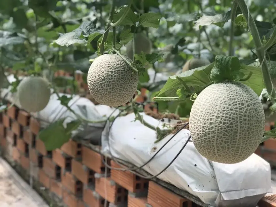 Экспортное качество, питательные вещества общего типа, Натуральные Сладкие свежие дыни, спелые мускусные дыни