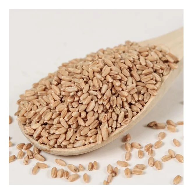 Hot Selling Price Of Organic Whole Wheat Grains In Bulk Quantity