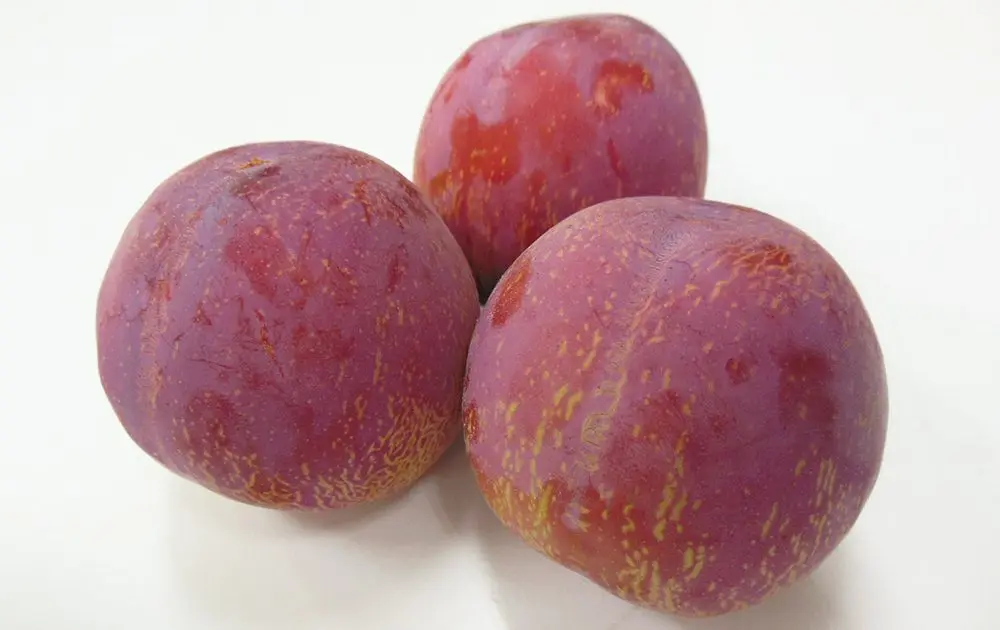 Fresh Kiyo plum pack bulk Japanese plum
