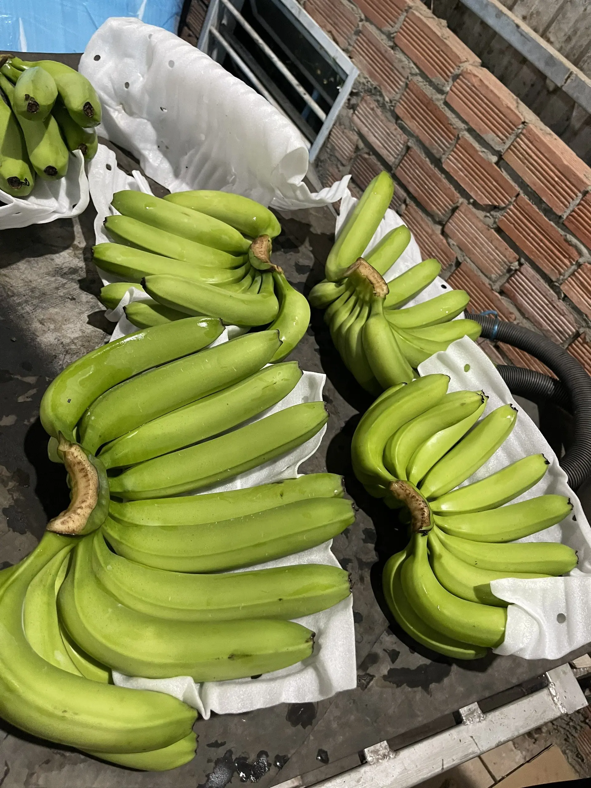 Direct from the Plantation: Fresh Cavendish Bananas for Export