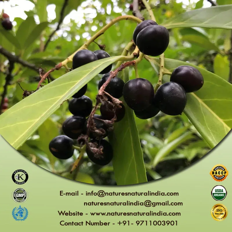 Laurel Berry Essential Oil (Laurus nobilis) Buy 100% Pure Essential oil from largest manufacturers and suppliers