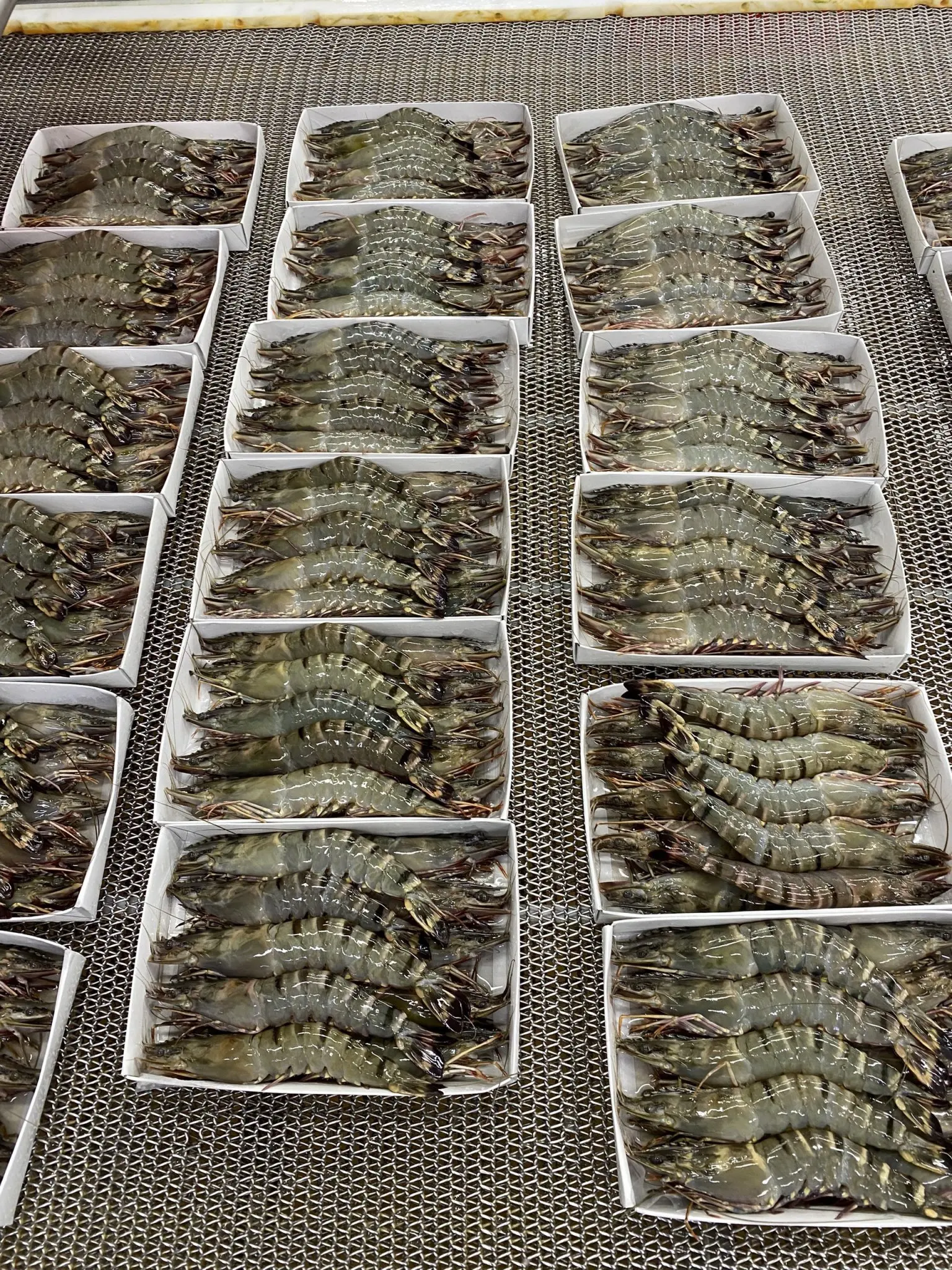 Vietnam Shrimp HOSO Black Tiger Shrimp SEMI IQF Frozen Fresh Head On Shell On Custom Packing High quality