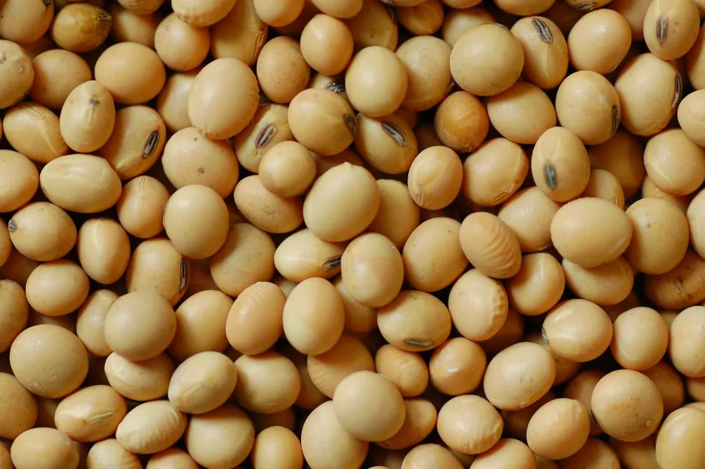 Food Grains Organic Soybean Seeds Exporter From brazil