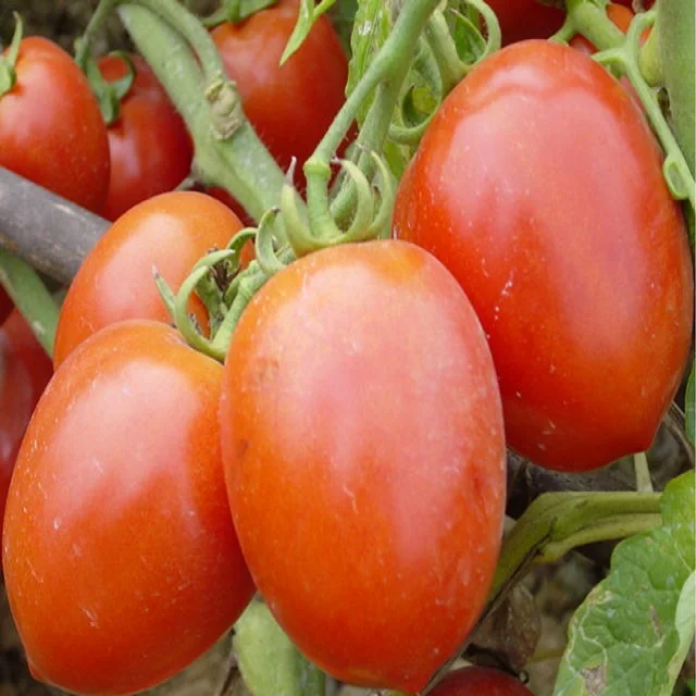 Wholesale Fresh Beef Tomatoes, Cherry Tomatoes, Fresh Plum Tomatoes 2024 New Harvest