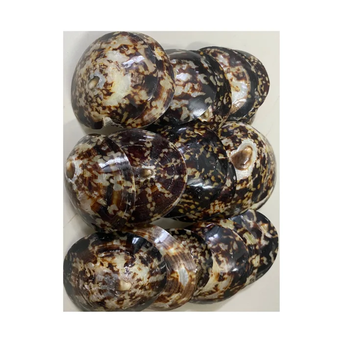 Высококачественная раковина морская Limpet Murex Operculum с конкурентоспособной ценой из Вьетнама для покупателя