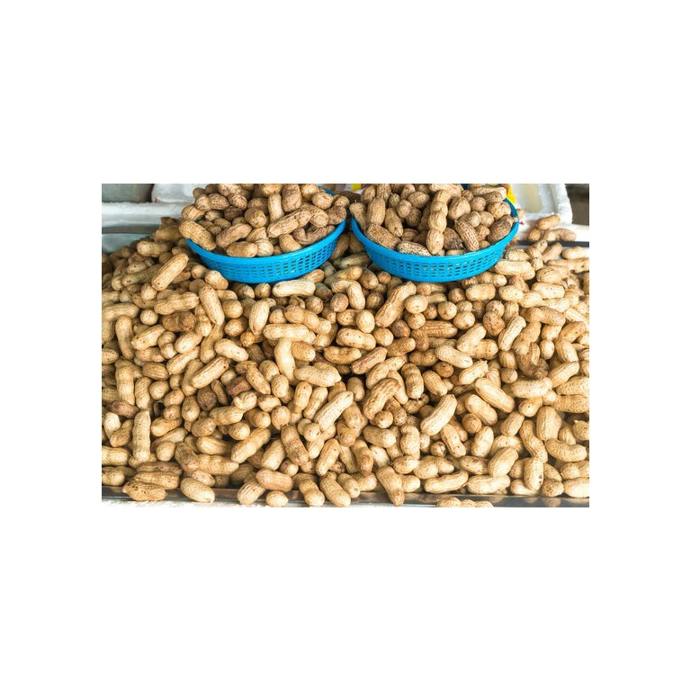 High Quality Raw Peanuts Without Shell Raw Peanuts Peanuts Peanut Harvester Agriculture True Moringa USA