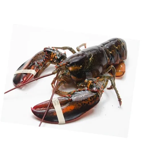 High Quality Frozen Lobster Tails Whole Live Lobster Crawfish in Fresh Condition Box Packaging for Food Use Wholesale Sale