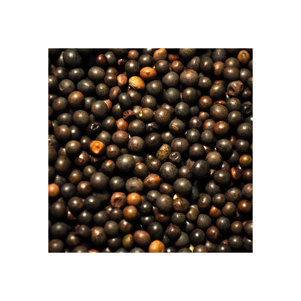 Best Selling Premium Wholesale Vetch Seeds