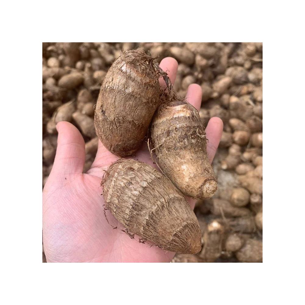 High Quality Fresh Quick Peeled Frozen Taro For Sale