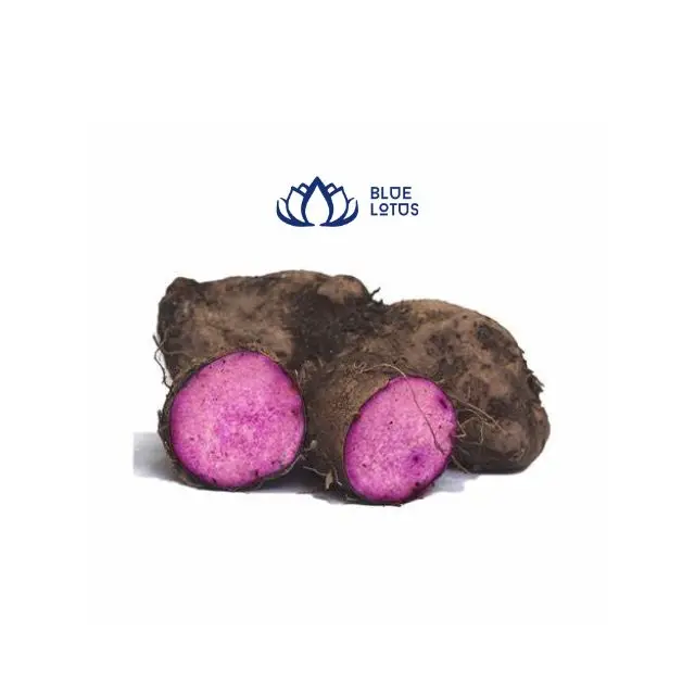 Exporting from Vietnam with Best Price for Purple Yam