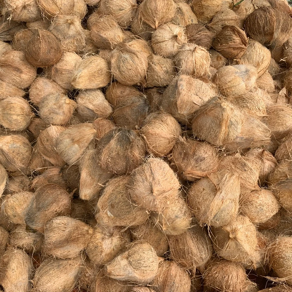 Top rated! Fresh mature semi husked coconut in bag Fresh newly harvested made in Viet Nam 900-1100gr Phytosanitary Certification
