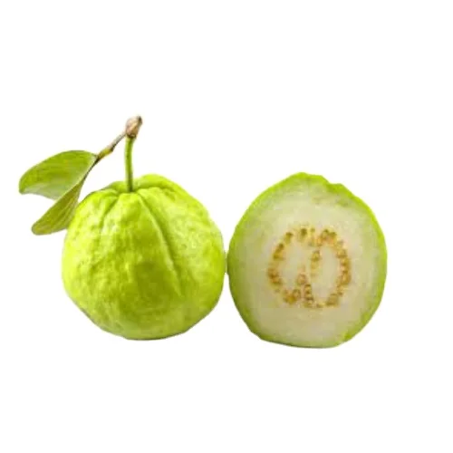 Best Quality Of Fresh Guava From Vietnam- Natural Tropical Fruit With Cheapest Price For Wholesale New Crop