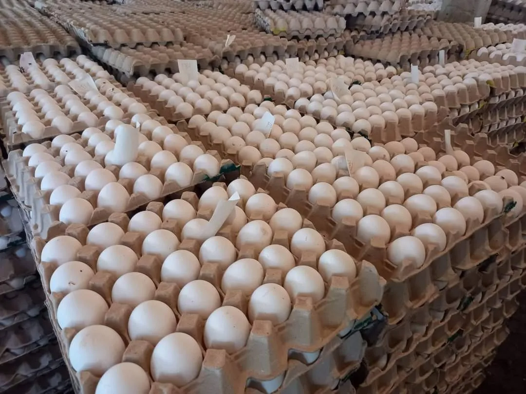Fertilized Chicken Eggs/ Cobb 500 Broiler Chicken Eggs/Fresh Cobb 700 Fertile eggs for sale and ready for export