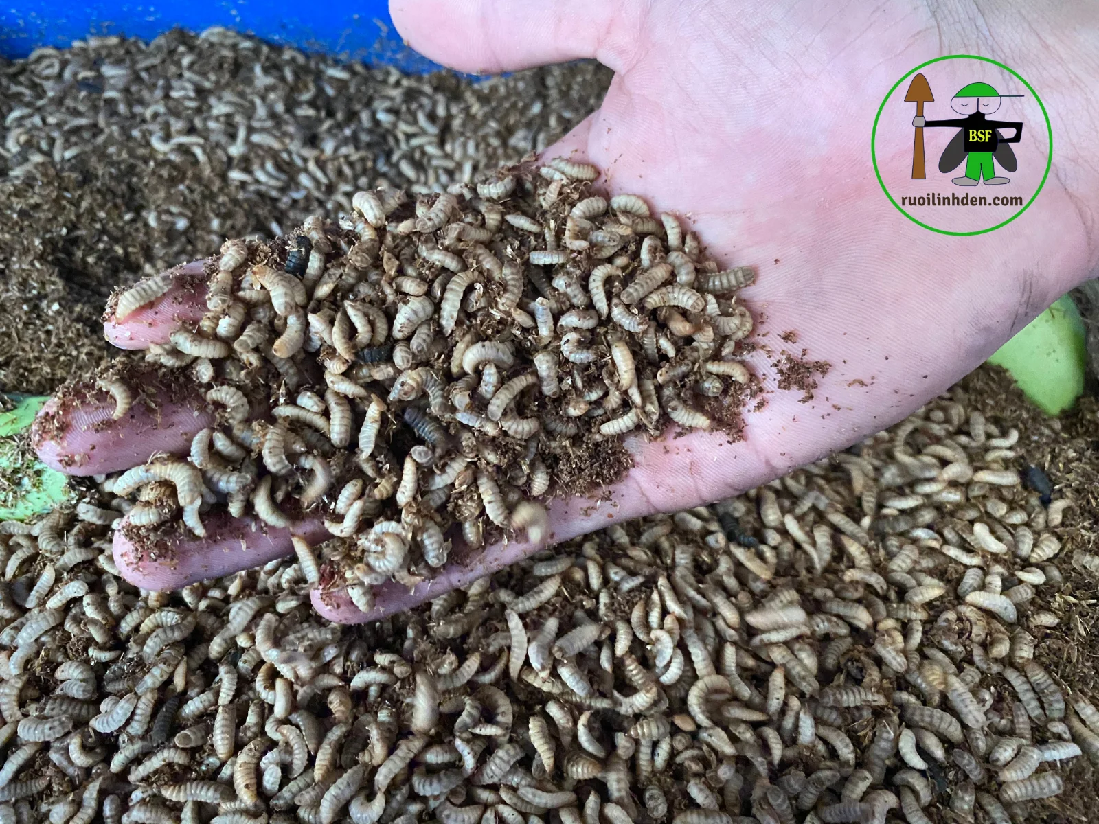 Negotiation free sample support ingredient quality 100% black soldier fly larvae Dried Black Soldier Fly TamEco from Viet Nam