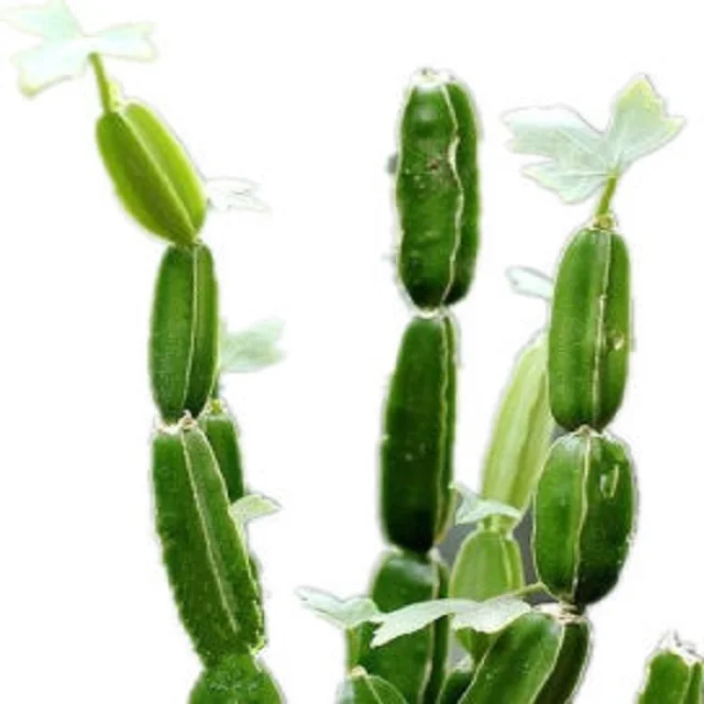 cissus quadrangularis dry powder extract from India at very cheap price and with best quality cissus in powder form