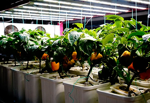 Indoor Aeroponics Systems Vertical Grow Tower Nft Channel Microgreen Growing System Hydroponics System Kit