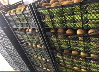 Свежие фрукты Kiwi 120 г в скрипиках и пластиковые картонные коробки турецкий оригинальный оптовая продажа