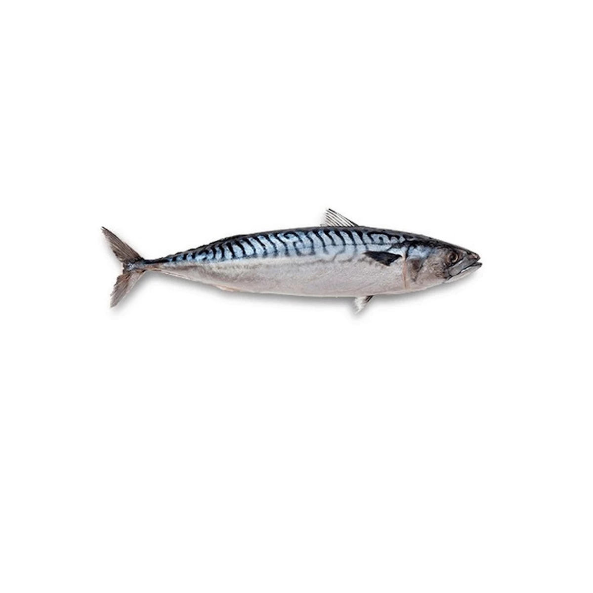 Super Quality Whole Frozen Fresh Salmon Fish / Frozen Atlantic Salmon Fillet