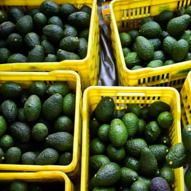 Best Quality Natural Fresh Avocado for Sale Organic Fresh Avocado Fruit at Wholesale Farm Price