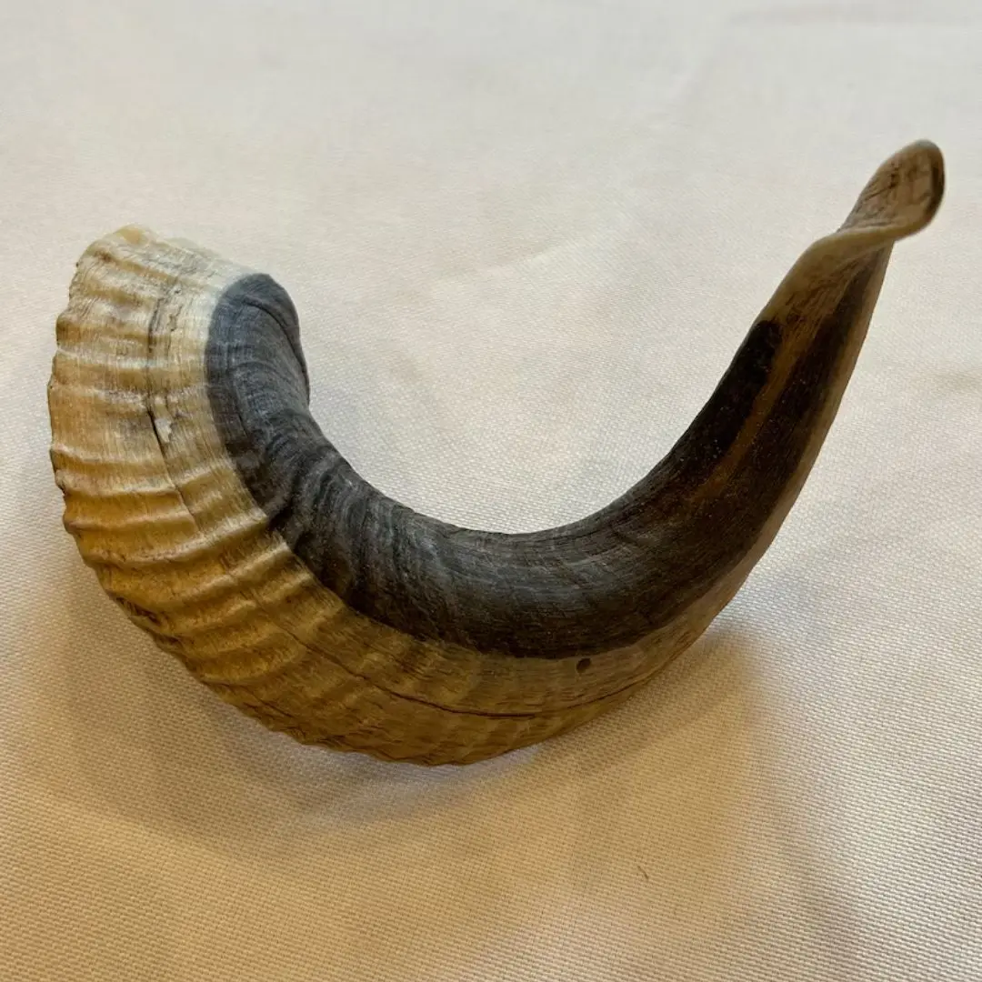 High Quality Ram Sheep Horn For Dog Chew Healthy And 100% Save For All Type Dog Happy Dog Food Ever 2024 Mostly Selling Product