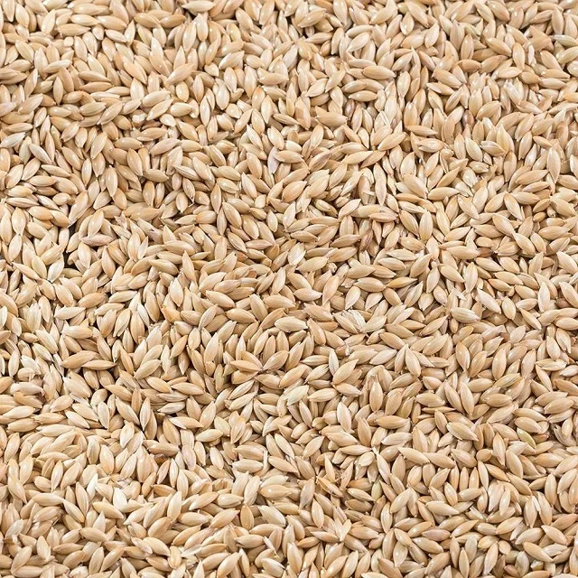 High Quality Canary Seed Animal (Bird Feed) Available For Sale