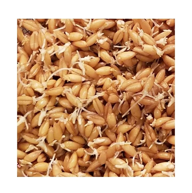 Wholesale Best Price Supplier Barley Malt Sprouts | Malt Grains Sprouts For Horse And Cattle Feed Fast Shipping