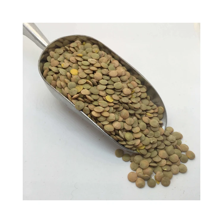 Best Price Canadian Whole Green Lentils Dry Organic Green Lentils Bulk Stock Available With Customized Packing