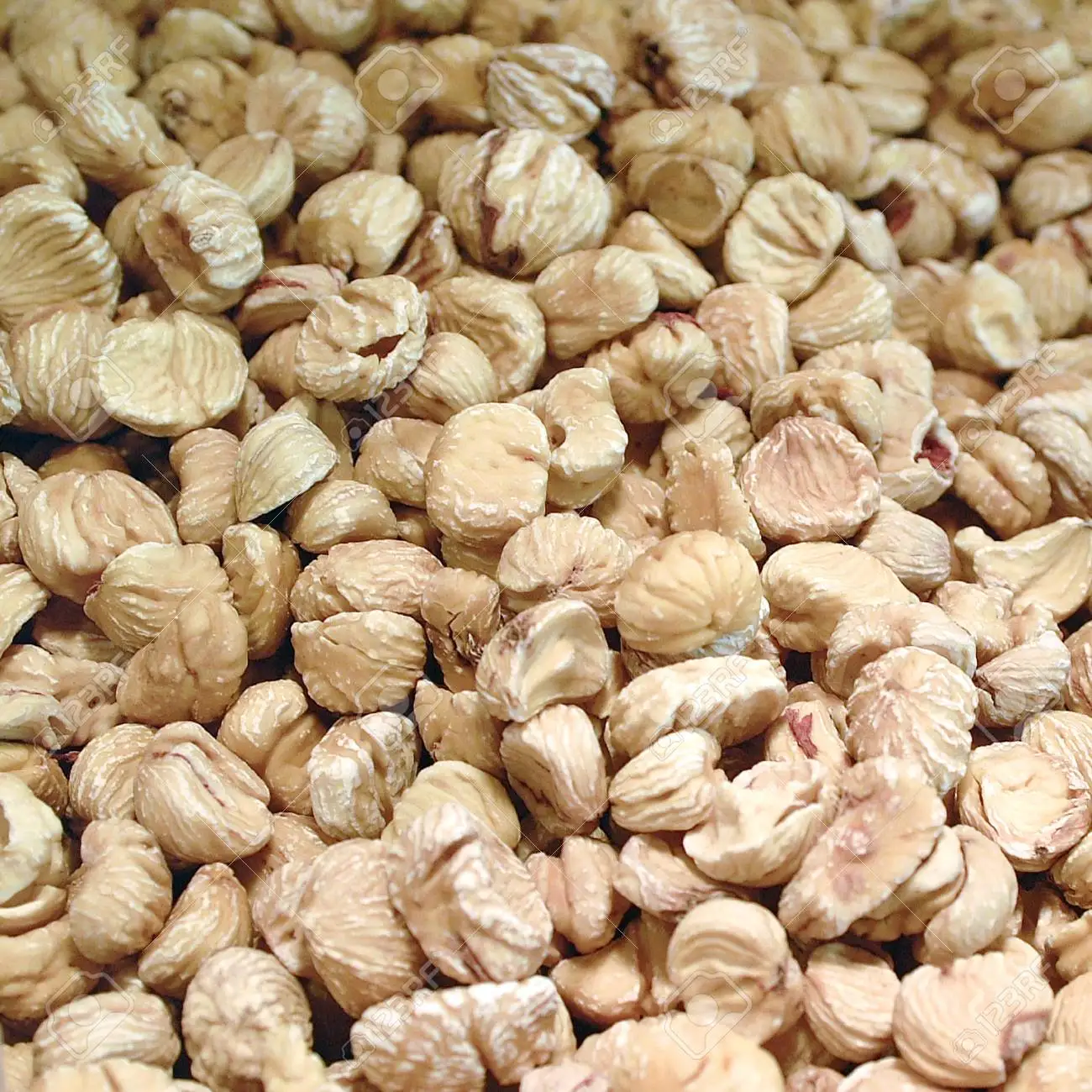 New harvest crop Fresh Chestnut in Shell best price