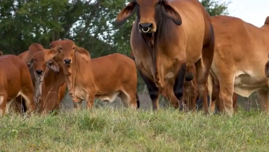 BRAHMAN BULLS CATTLE ANIMAL FEED COW FOR SALE PREGNANT BULLS/CATTLE