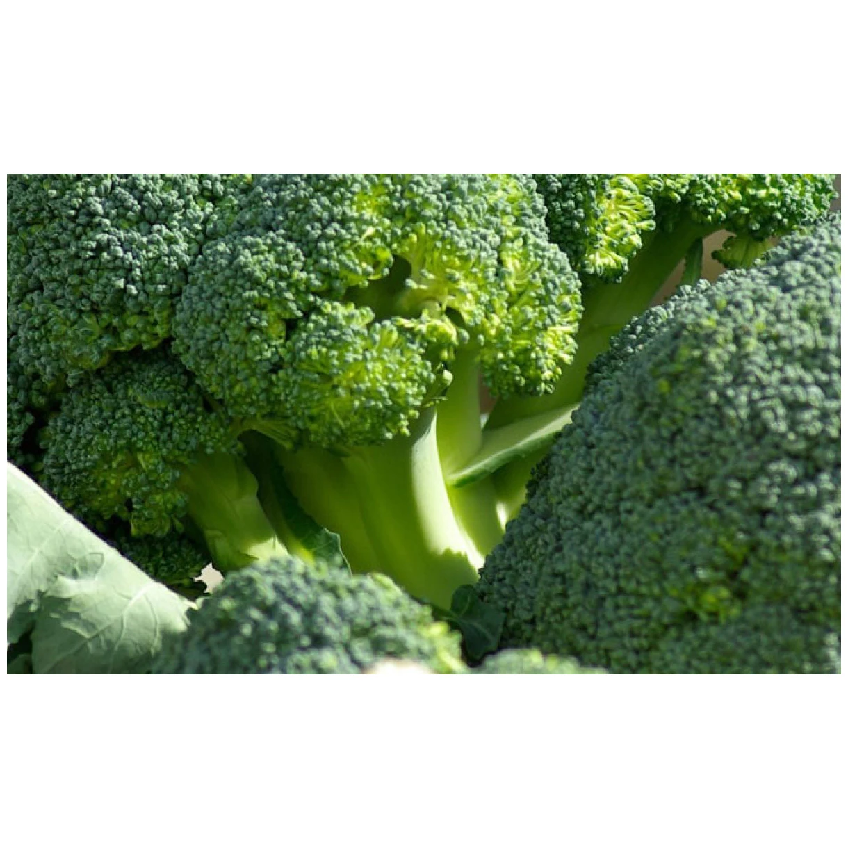 Hot-sale Fresh Organic IQF Frozen Broccoli brand price %100 Natural Wholesale Fresh Broccoli Vegetable Origin High Quality