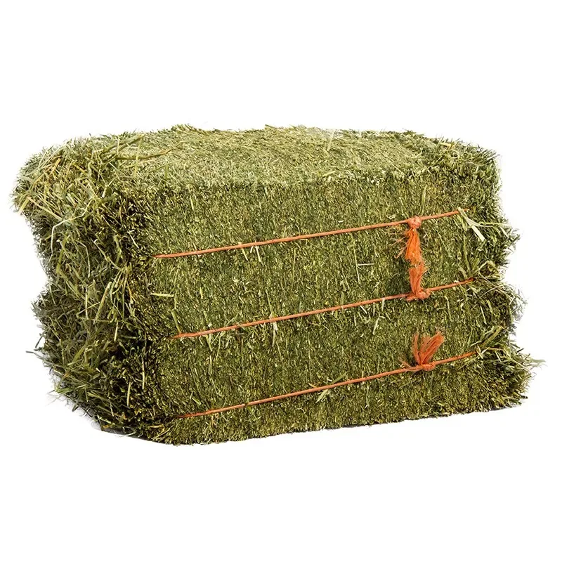 American Alfalfa Lucerne Hay for Animal Feed Cattle Horse Cow Chicken Pet Alfafa Hay Animal Feeding Stuff Alfalfa,