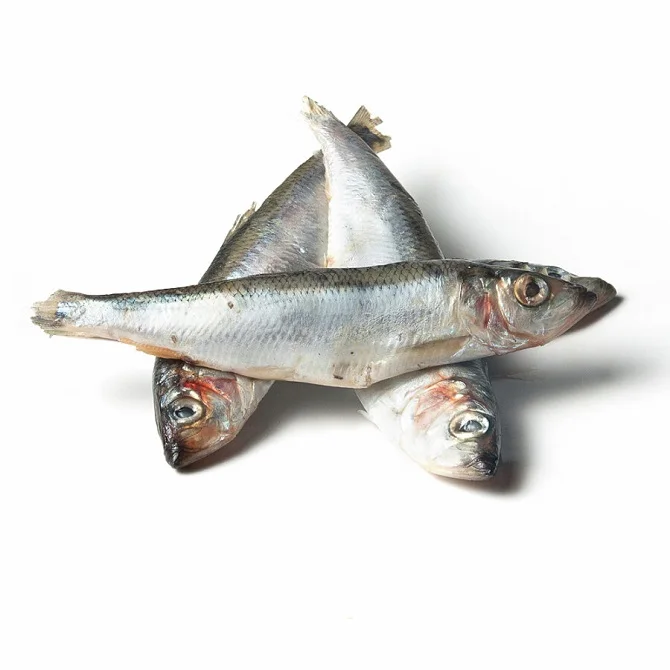 Bulk BC Whole Herring frozen whole pacific herring fish