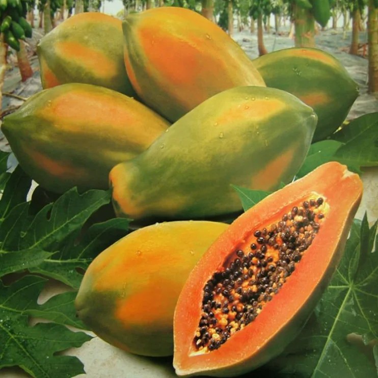 Top Quality Natural Fresh Papaya Fruits Wholesale Sweet Fresh PawPaw Papaya Fruits for Sale