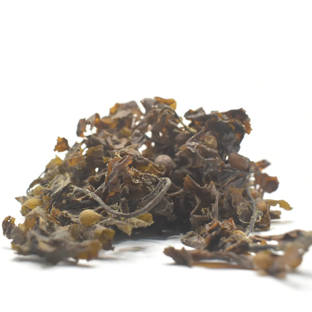 Premium Quality 100% Pure Organic Dried Sargassum Seaweed Bulk Packaging Direct from Indonesian Supplier