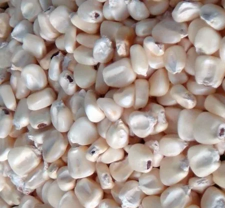 White Corn Non-Gmo (White Maize), White Corn Maize Suppliers