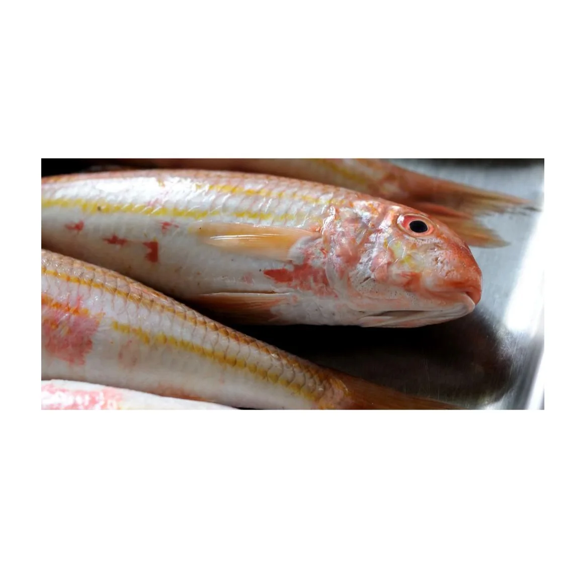 Frozen Grey Mullet Belly Gutted Fish for Market Available in Export Selling Price from Indian Supplier