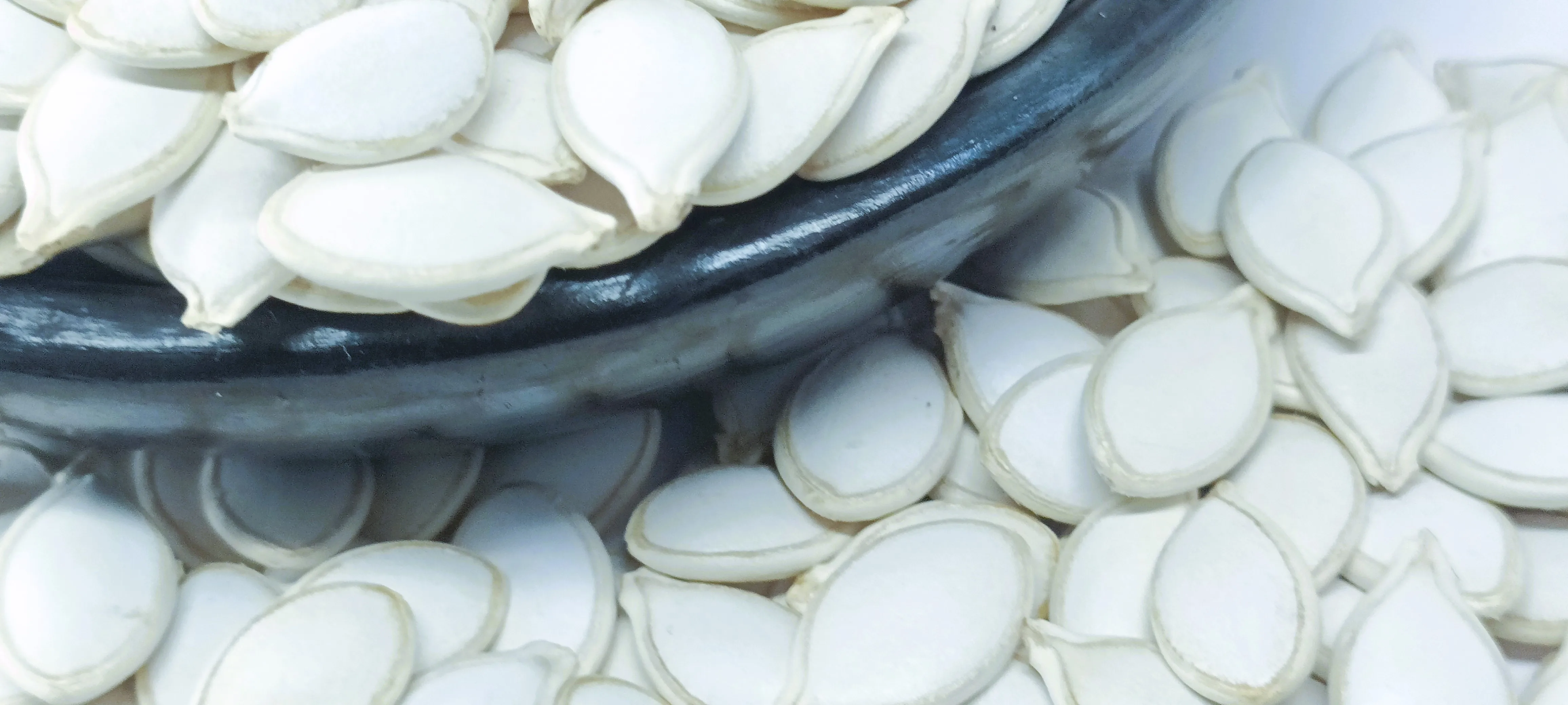 Wholesale White Pumpkin Seeds, Ethiopian Origin, 99% Min Purity, Raw & Natural, Top Selling Product Export Standard Custom Pack