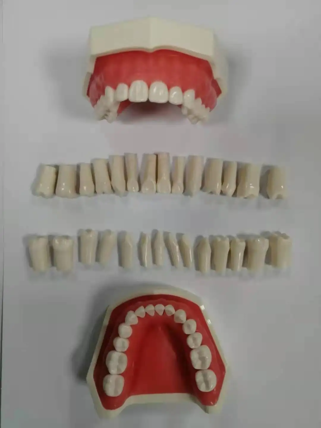 Standard nissin dental model with 32pcs typodont teeth model