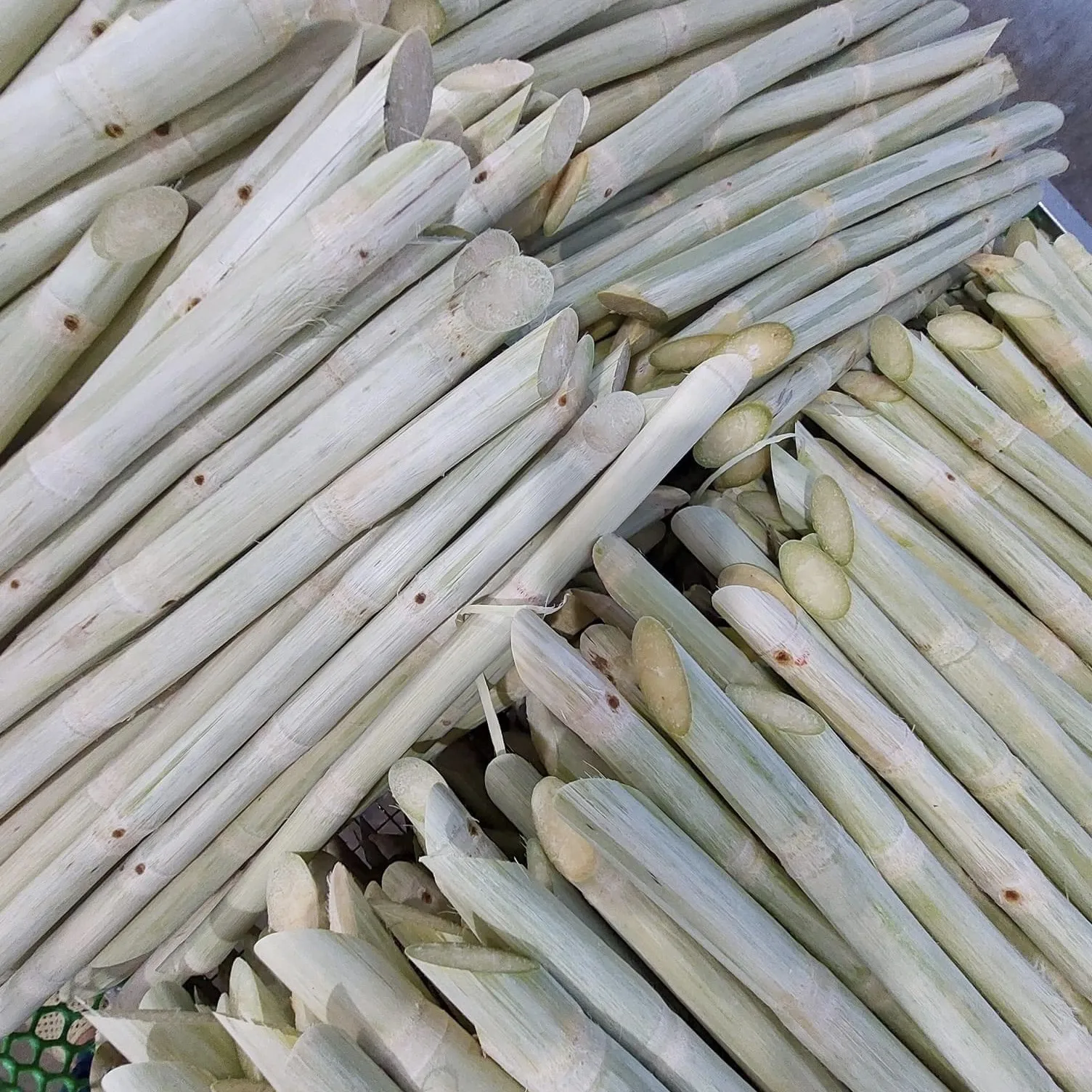 Wholesale Premium Quality Competitive Price FROZEN FRESH SUGAR CANE From Viet Nam
