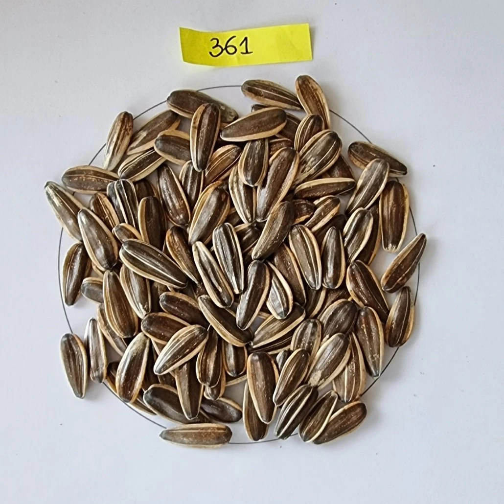 Sunflower seeds Food & Beverage Snacks 361 BREVIS Striped Sunflower seeds 10 kg 12 kg 20 kg Packaging Wholesale