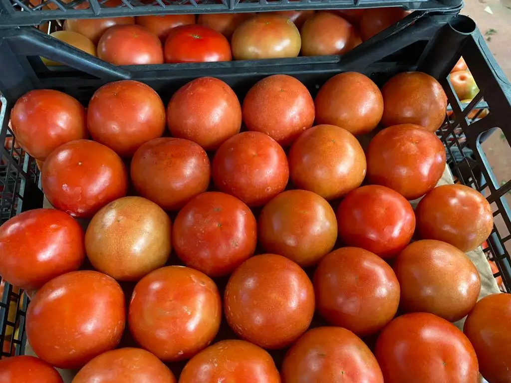 HIGH QUALITY NUTRITIOUS BULK TURKEY WHOLESALE DELICIOUS TOMATO SAUCE VEGETABLE KITCHEP BEST PRICE TURKEY AGROWELL TURKISHGOODS