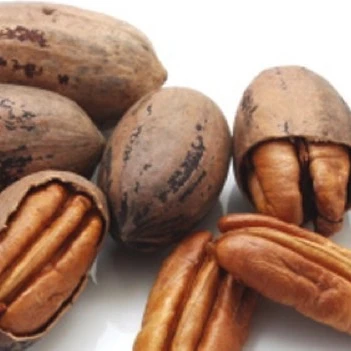 100% Natural First Quality Roasted Salted pecans nuts with shell pecan nuts raw