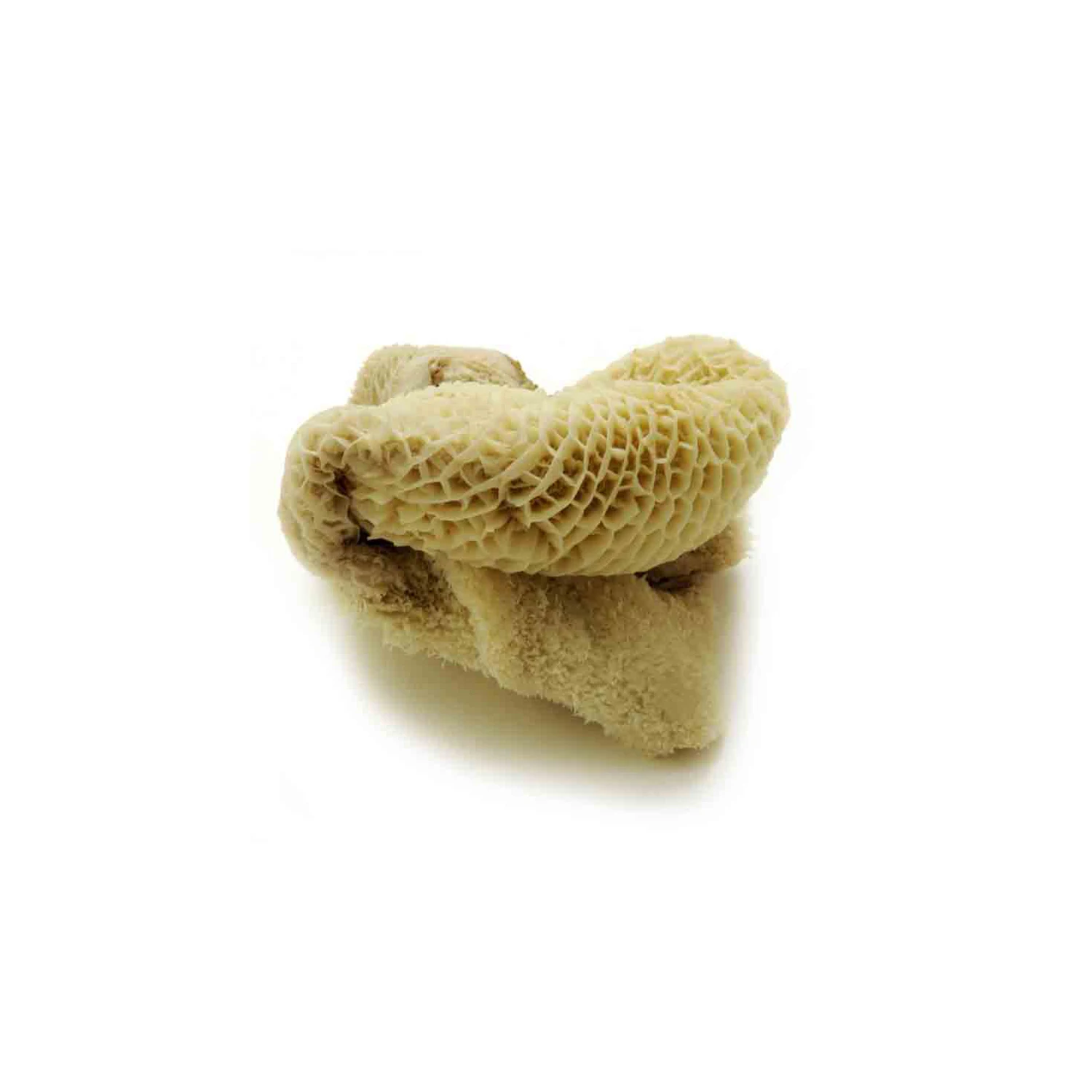 Beef tripe cleaned / cow stomach cleaned / beef Omasum Salted Beef Omasum ready for export